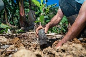 Imagen del artículo de Radio Isla 1320: ¿Subirá el precio del café? Agricultura y DACO evalúan un ajuste