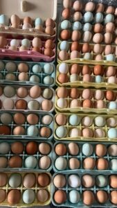 Imagen del artículo de Radio Isla 1320: ¿Es seguro consumir pollo y huevos tras el primer caso de gripe aviar en Puerto Rico?