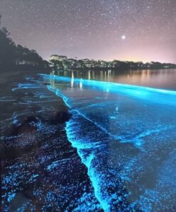 Imagen del artículo de Radio Isla 1320: DRNA evalúa medición de bioluminiscencia en la bahía de Puerto Mosquito